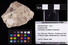 Foto (Objket + Etiketten) von Decapoda indet. 